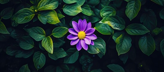 Purple bloom amid verdant foliage