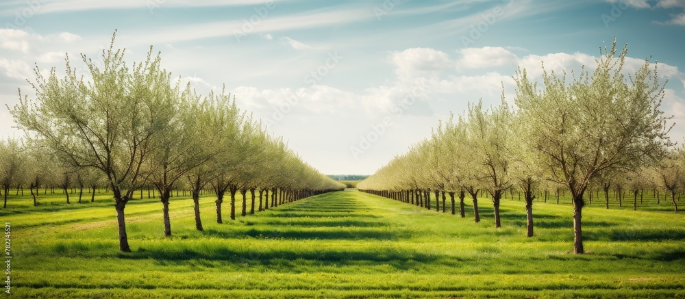 Poster Rows of trees in a field with grass