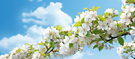 White flowers bloom on tree under clear blue sky