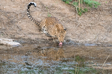 Indian leopard at a watering hole at Jhalana Reserve in Rajasthan India