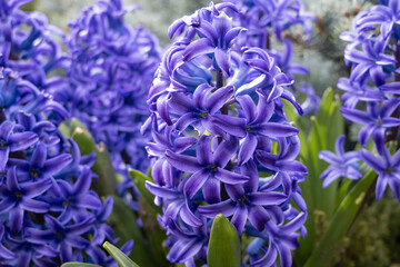 Blue Hyacinthus in the spring garden. A bulbous ornamental flowering plant. Flowers with a strong aroma.