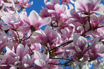 Blooming magnolia tree in spring. White, pink magnolia flowers in the springtime garden. Magnolia soulangeana.