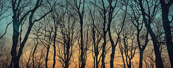 Bare trees silhouetted against a twilight sky