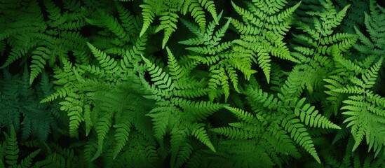 Close-up of lush fern leaves - obrazy, fototapety, plakaty
