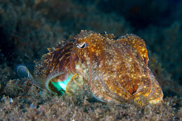 A brown cuttlefish remains immobile on the sandy seabed.