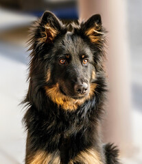 Portrait of young Bohemian shepherd dog. - 782248758