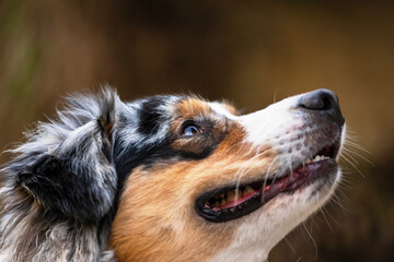 Head of male young Australian shepherd dog. - 782249184