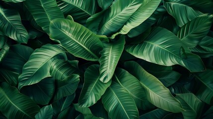abstract green leaf texture, tropical leaf background, copy space, nature background