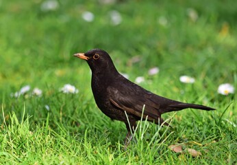Amsel (Turdus merula) im Park im Frühling