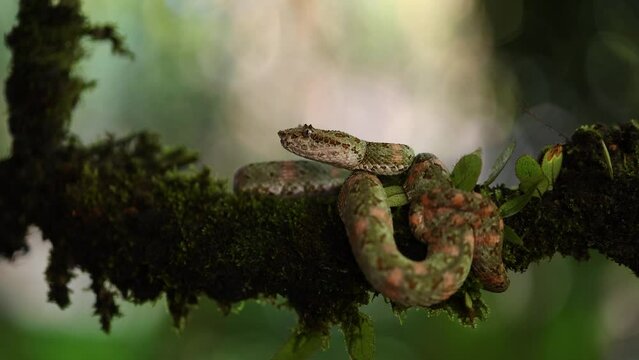 Eyelash viper snake in the rainforest of Costa Rica 