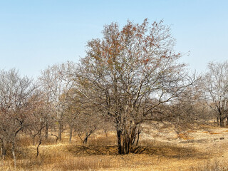 A field of trees with a clear blue sky in the background