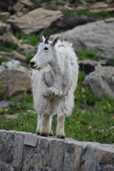 Obraz premium Wildlife, Mountains, and Forests in the northern USA