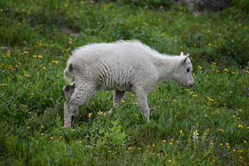 Wildlife, Mountains, and Forests in the northern USA