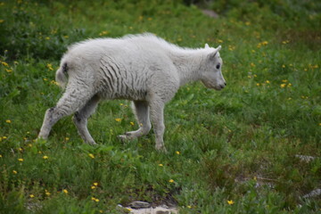Obraz premium Wildlife, Mountains, and Forests in the northern USA