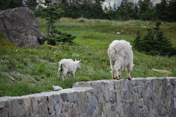 Wildlife, Mountains, and Forests in the northern USA