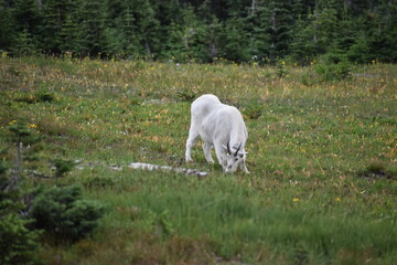 Wildlife, Mountains, and Forests in the northern USA