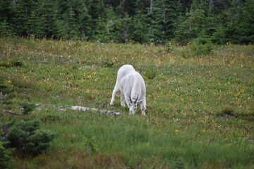 Obraz premium Wildlife, Mountains, and Forests in the northern USA