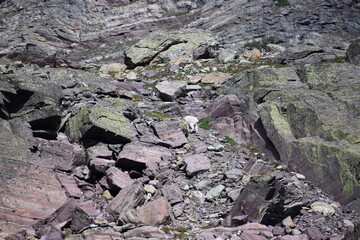 Wildlife, Mountains, and Forests in the northern USA