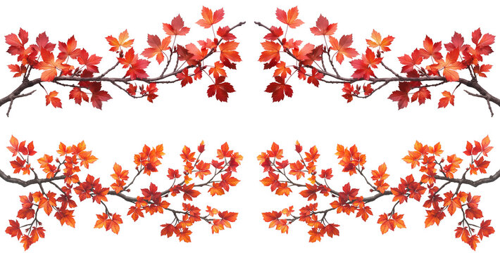 Set of branches of a maple tree with red and orange leaves isolated cutout png on transparent or white background