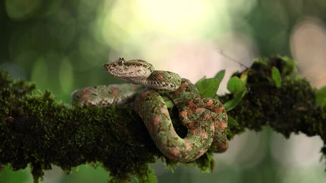 Eyelash viper snake in the rainforest of Costa Rica 