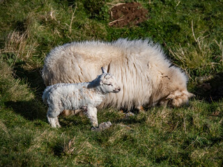 Obraz premium Walking around the Great Orme, Llandudno North wales