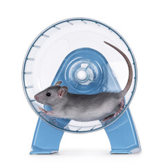 Young blue rat, running in transparent with blue exercise wheel. Isolated on a white background.