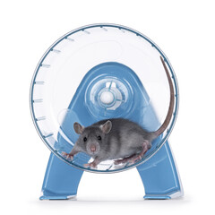 Young blue rat,standing in transparent with blue exercise wheel. Looking towards camera. Isolated on a white background.
