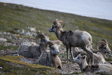 Wildlife, Forests, Mountains, and Landscapes in the northern USA