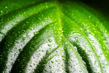 macro leaf with water drops