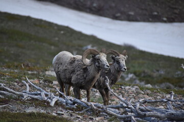 Naklejka premium Wildlife, Forests, Mountains, and Landscapes in the northern USA