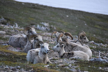Wildlife, Forests, Mountains, and Landscapes in the northern USA