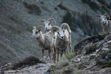 Wildlife, Forests, Mountains, and Landscapes in the northern USA
