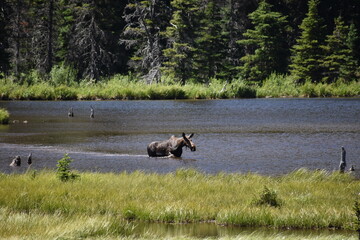 Wildlife, Forests, Mountains, and Landscapes in the northern USA