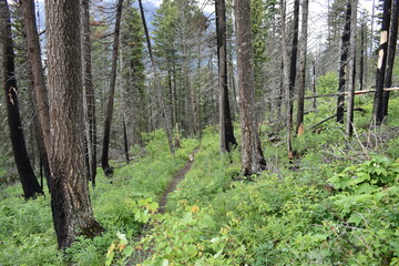 Wildlife, Forests, Mountains, and Landscapes in the northern USA