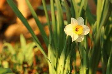 Narcissus is a genus of predominantly spring flowering perennial plants of the amaryllis family, Amaryllidaceae.