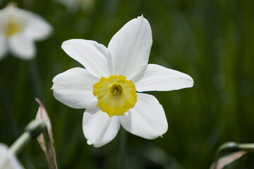 daffodils in the garden