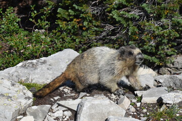 Wildlife, Forests, Mountains, and Landscapes in the northern USA