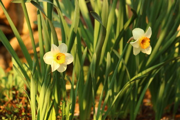 Fototapeta premium Narcissus is a genus of predominantly spring flowering perennial plants of the amaryllis family, Amaryllidaceae.