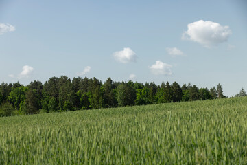 green ears of wheat during cultivation, unripe green wheat