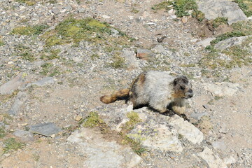 Wildlife, Forests, Mountains, and Landscapes in the northern USA