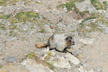 Wildlife, Forests, Mountains, and Landscapes in the northern USA