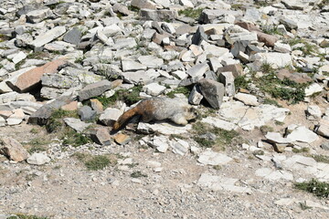 Wildlife, Forests, Mountains, and Landscapes in the northern USA