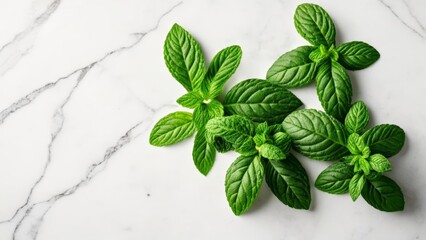  Fresh and vibrant basil leaves ready to add flavor to your dishes - obrazy, fototapety, plakaty