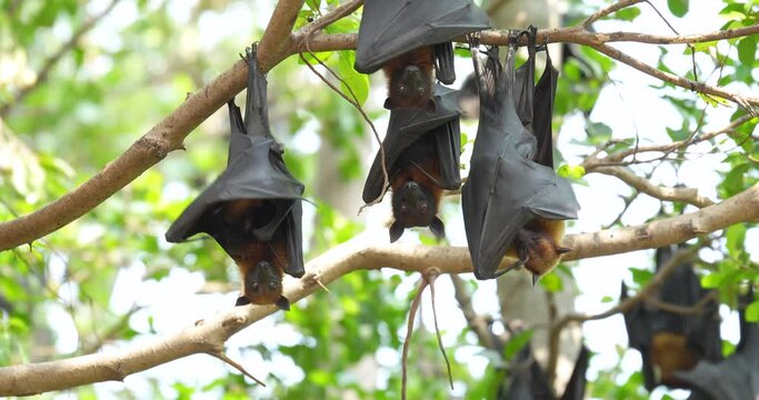 Fruit bats hanging upside down on a branch (Lyle's flying fox or Pteropus lylei) in Thailand. High definition shot at 4K, 60 fps video footage.