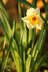 Narcissus is a genus of predominantly spring flowering perennial plants of the amaryllis family, Amaryllidaceae.