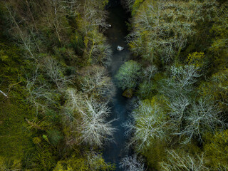 beautiful natural river stream in forest at spring