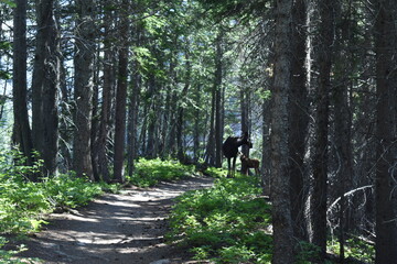 Wildlife, Forests, Mountains, and Landscapes in the northern USA