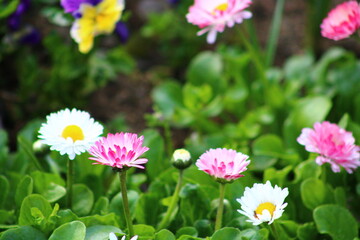 a bunch of flowers that are in a pot. daisy flower