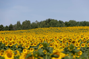 high-yielding field with yellow sunflower flowers, pollination