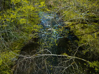beautiful natural river stream in forest at spring